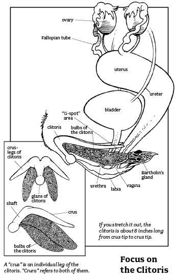 Klitoris tversnitt og oversikt