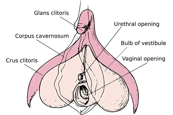Klitoris – større enn&nbsp;forventet