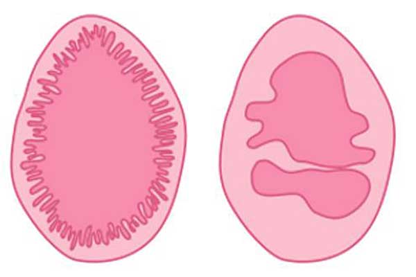 Myter om jomfruhinnen